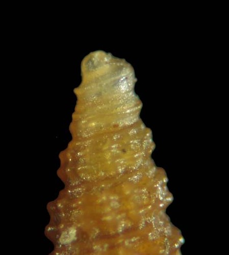 Cerithiopsis nofronii Amati, 1987